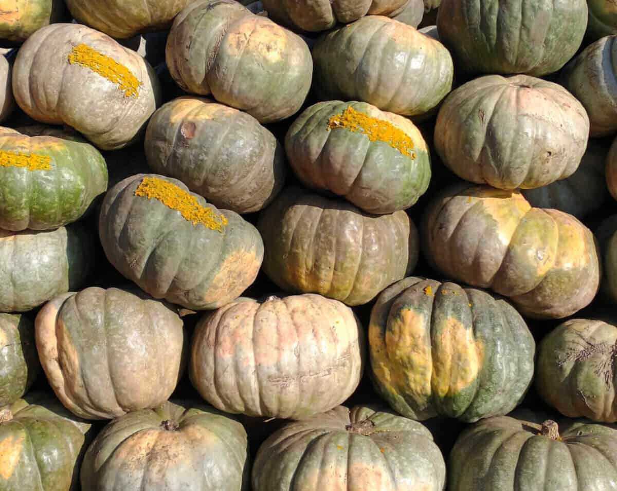 Una pila de calabazas verdes, algunas con manchas amarillas y motas de cúrcuma en polvo en la parte superior, evoca la estética terrosa que se ve en Grof Cerámicas.